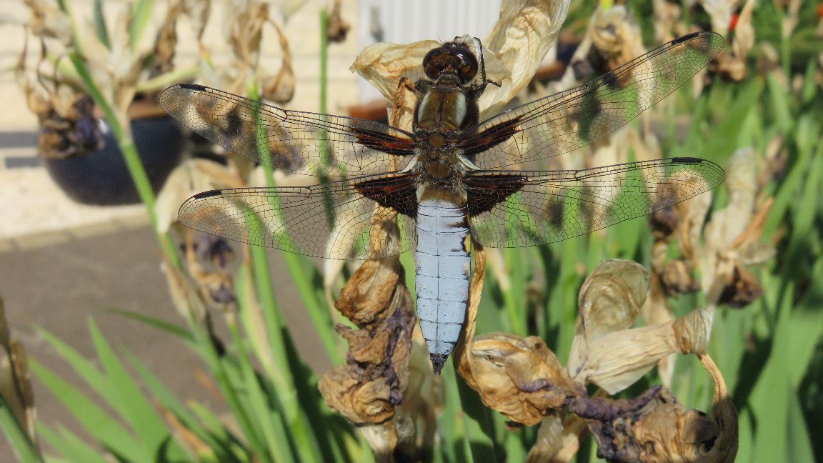 Broad Bodied Chaser Dragonfly