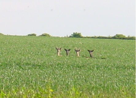 Fallow Deer in the vicinity of Honington hill fort.